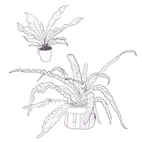 480x480 Birds Nest Fern Art Terrarium