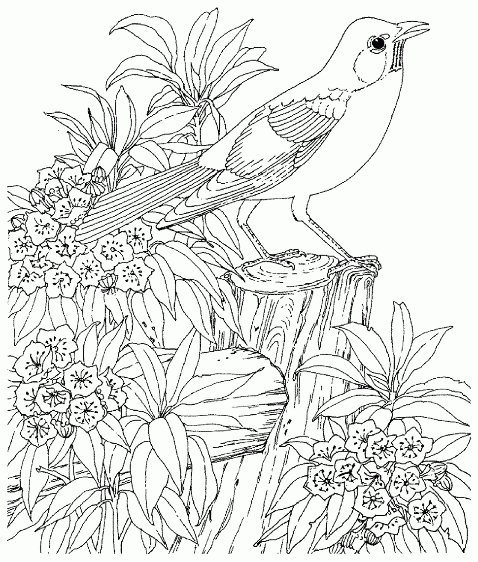 970x1141 Coloring Birds Nest Coloring Page Free Printable Pages Little