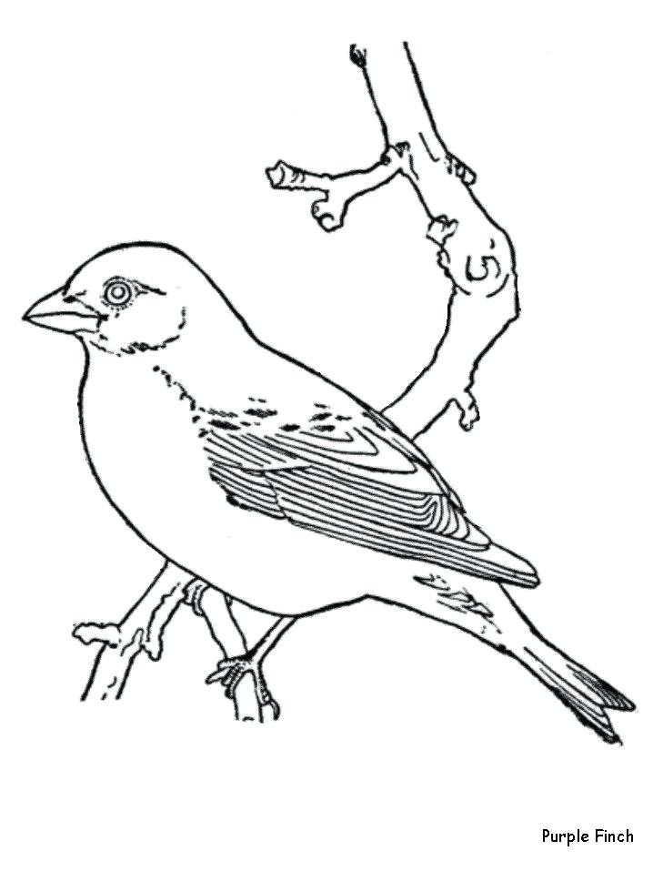 718x957 Coloring Page Of A Bird Bird Coloring Pages Coloring Kids Coloring
