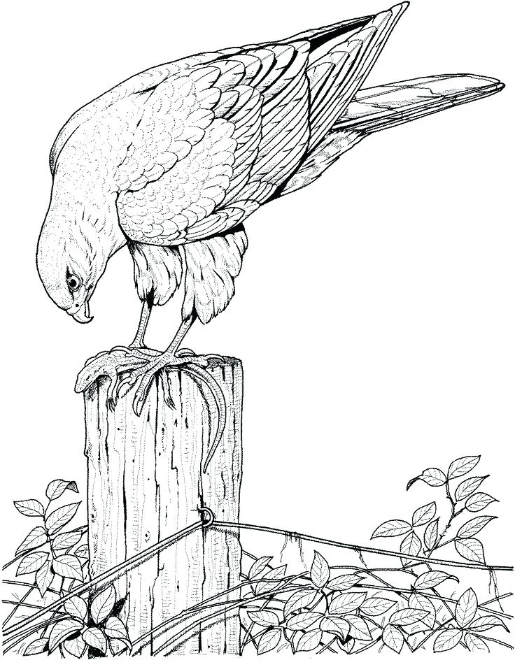 736x944 Coloring Pages Of Birds Realistic Printable Drawing Pages Of Hawk
