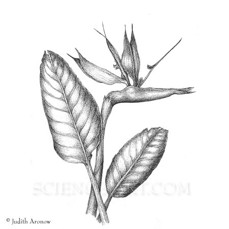 450x450 Bird Of Paradise