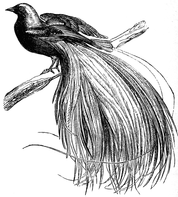 579x640 Bird Of Paradise Clipart Etc