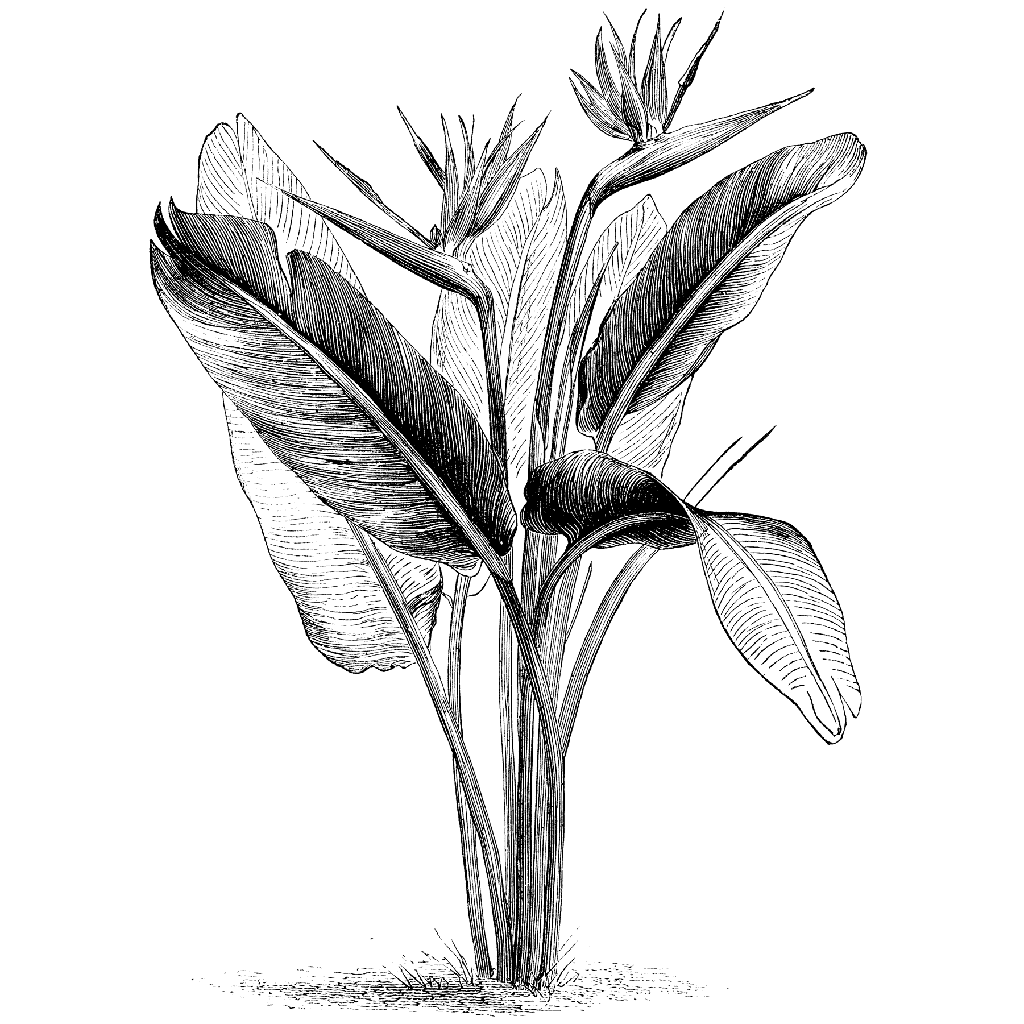 1024x1024 Bird Of Paradise 1090m