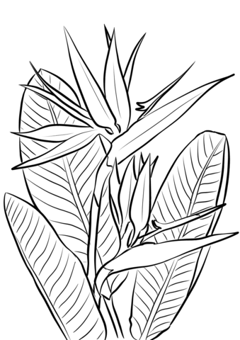 339x480 Bird Of Paradise Plant Coloring Page Free Printable Coloring Pages