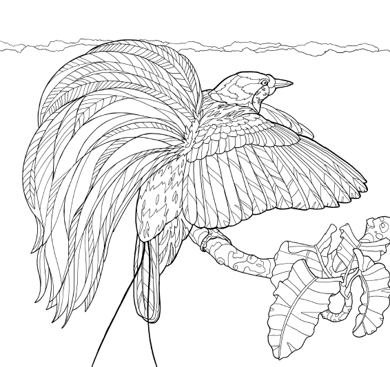 566x533 Birds Of Paradise Coloring Page Downloads