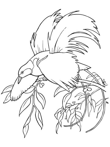 360x480 Greater Bird Of Paradise Coloring Page Free Printable Coloring Pages