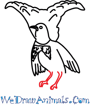 300x350 How To Draw A Superb Bird Of Paradise