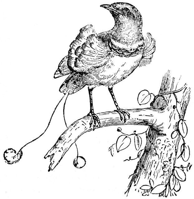 622x640 King Bird Of Paradise Clipart Etc