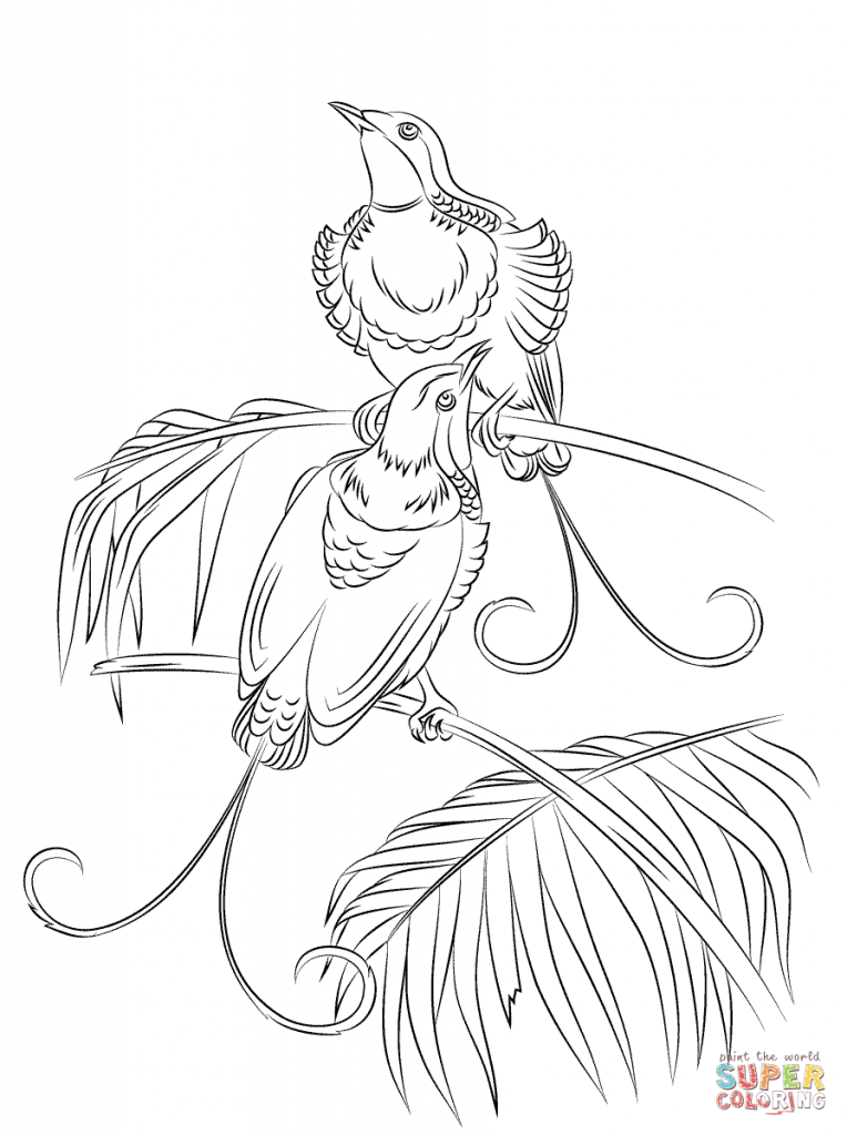 764x1024 King Hollands Bird Paradise For Coloring Pages