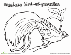 301x232 Raggiana Bird Of Paradise Worksheet