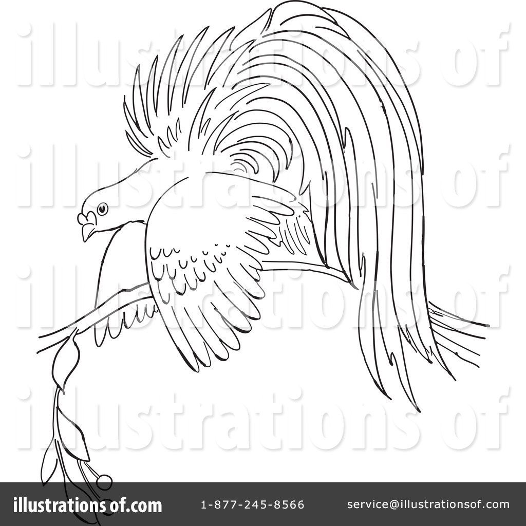 1024x1024 Bird Of Paradise Clipart