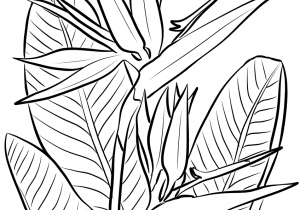 300x210 Bird Of Paradise Drawing