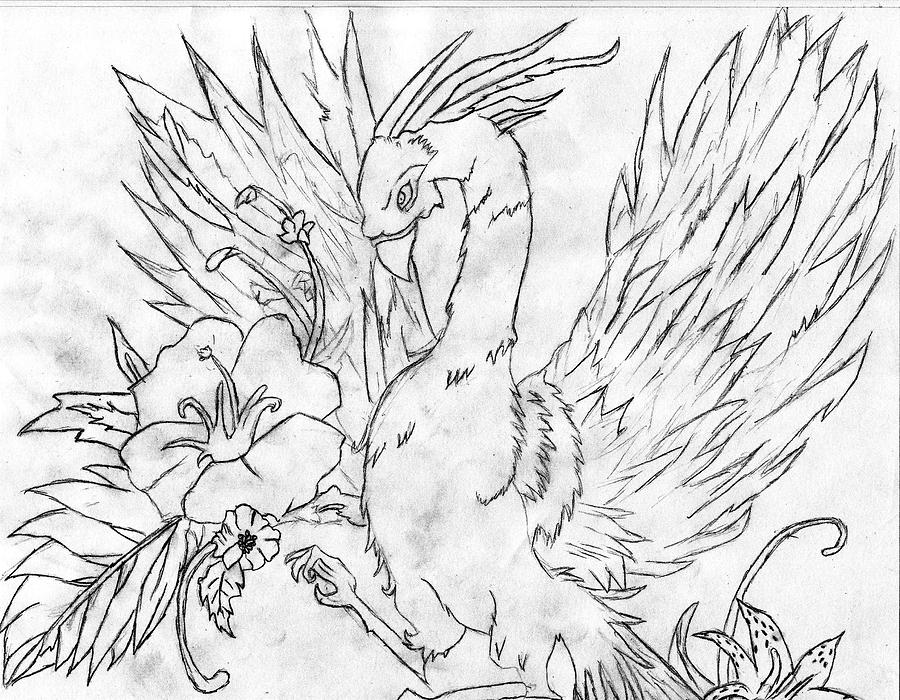 900x700 Bird Of Paradise Drawing By Alexander Cisneros