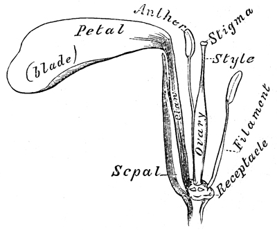 Bird Of Paradise Flower Drawing