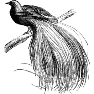 300x300 Bird Paradise Clipart