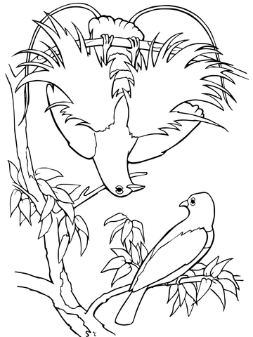 360x480 Blue Bird Of Paradise Coloring Page Free Printable Coloring Pages