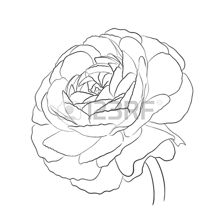 450x450 Coloring Bird Of Paradise Flower, Vector Illustration Royalty Free