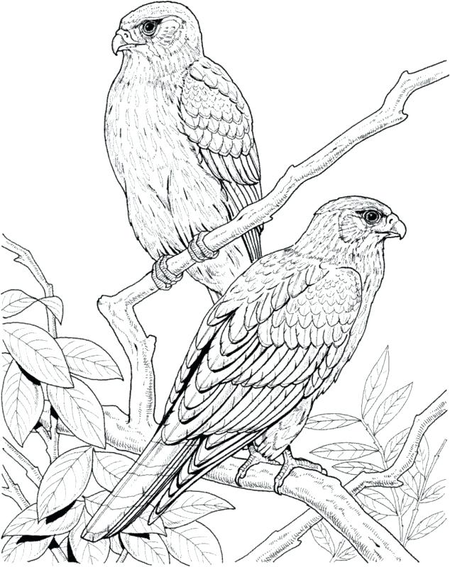 634x800 Coloring Pages Bird Coloring Pages Birds Bird Coloring Pages