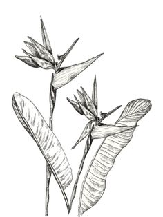 236x314 An Illustrated Woman Paradise Preoccupied Tattoo