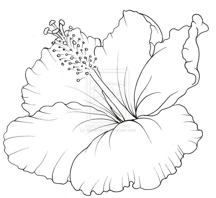 736x676 Drawn Lily Tropical Flower