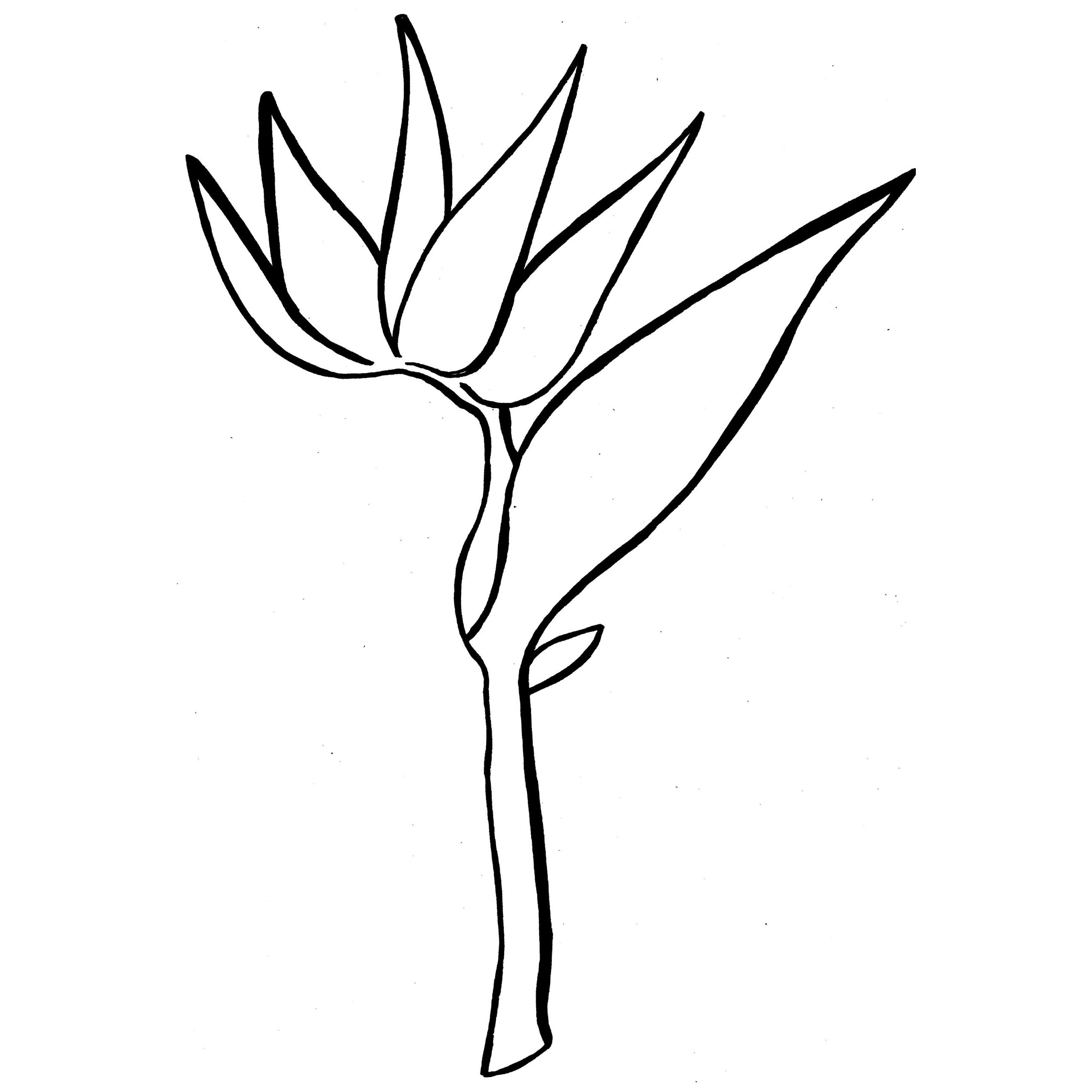 2560x2560 Free Birds Of Paradise Colouring Sheet For Girl To Print