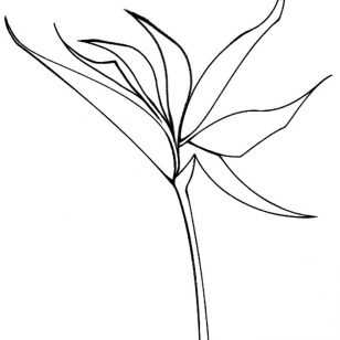 308x308 Images Of Saguaro Coloring Pages New Pictures Tulip Free Download