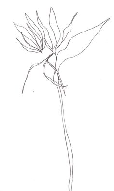 236x394 Original Sketchbook Ink Drawing By Jayde Archbold Www