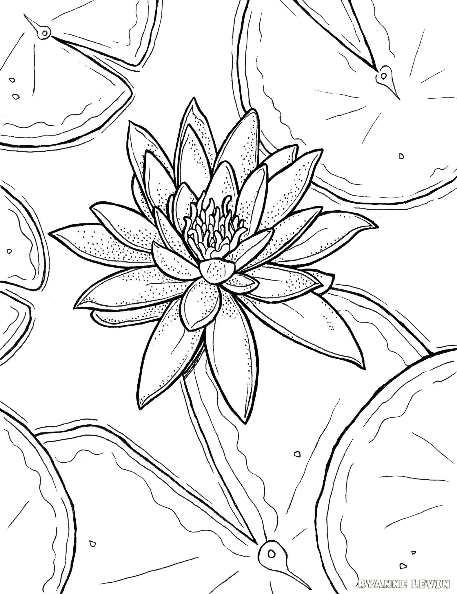 1577x2048 Tiger Lily Flower Drawing Coloring Pages Page For Kids Flowers