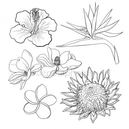 450x450 Tropical Flowers