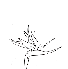 Bird Of Paradise Flower Drawing at GetDrawings | Free download
