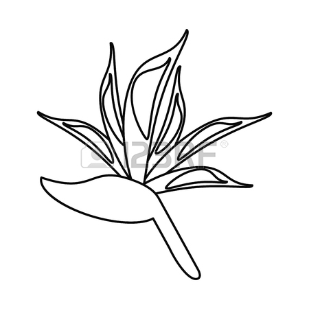 450x450 Bird Of Paradise Flower Thin Line Vector Illustration Eps 10