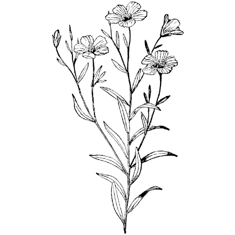 480x480 Bird Of Paradise 1090m