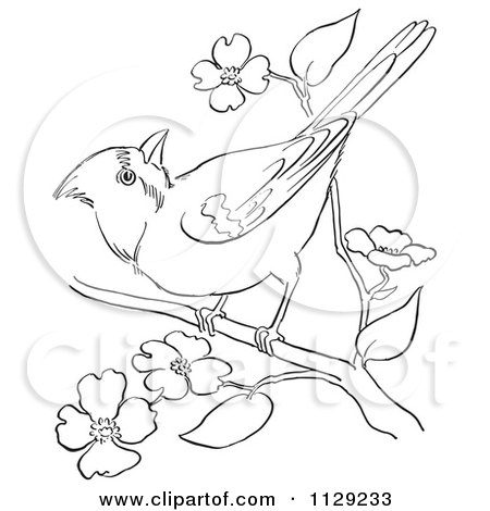 450x470 Cartoon Clipart Of An Outlined Cardinal Bird On A Blossom Branch