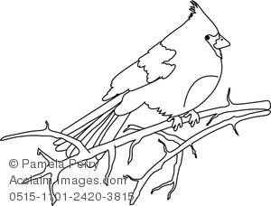 300x228 Art Illustration Of A Cardinal Sitting On A Branch Coloring Page