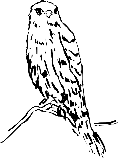 479x640 Head, Drawing, Bird, Branch, Watching, Animal, Feathers
