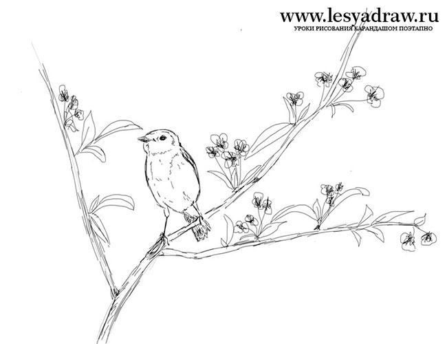 650x500 How To Draw A Bird On A Branch