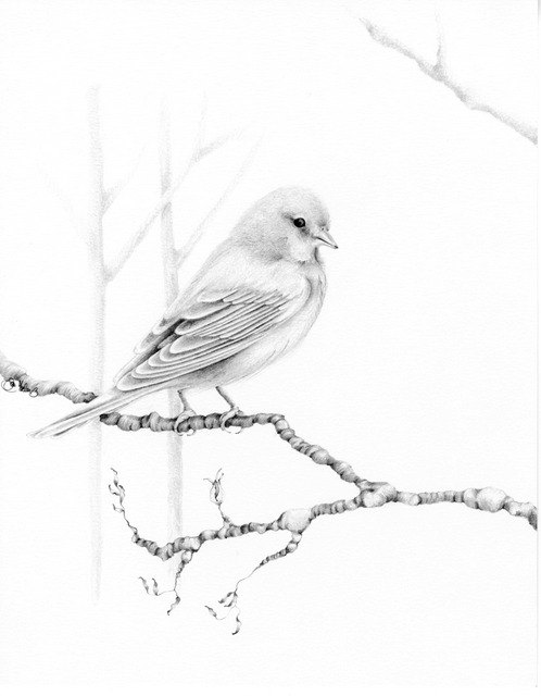 498x640 Print Bird Drawing Giclee Fine Art Print Of My Original Pencil