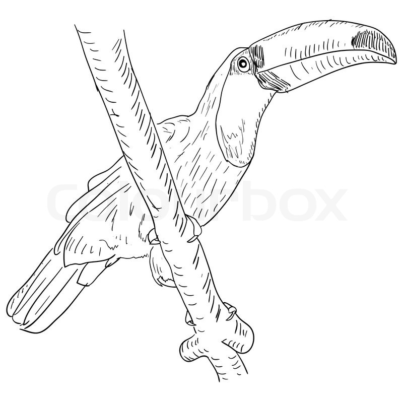 800x800 Toucan Bird Sitting On A Tree Branch Stock Vector Colourbox