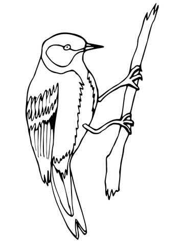 360x480 Wren Bird On A Branch Coloring Page Free Printable Coloring Pages