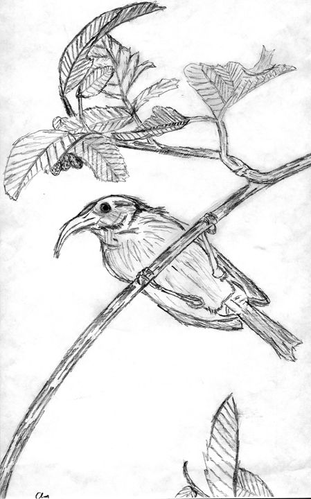 449x720 Bird On Branch Sketch