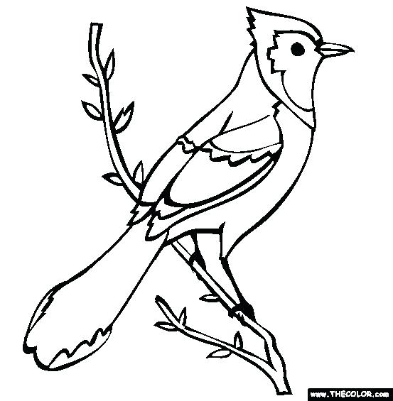 553x565 Free Printable Bird Coloring Pages Medium Size Of Birds Drawing