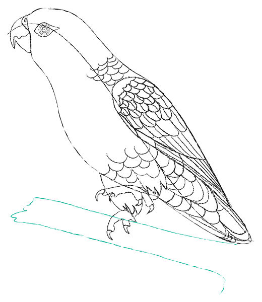 520x600 Pencil Sketches And Drawings How To Draw A Parrot