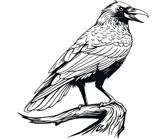 570x479 Raven Bird Wing Feather Animal Tree Branch.svg Eps Png Instant