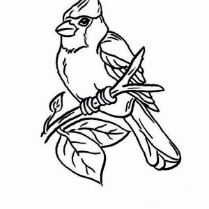 300x300 Cardinal Bird Perch On Tree Branch Coloring Page Coloring Sun