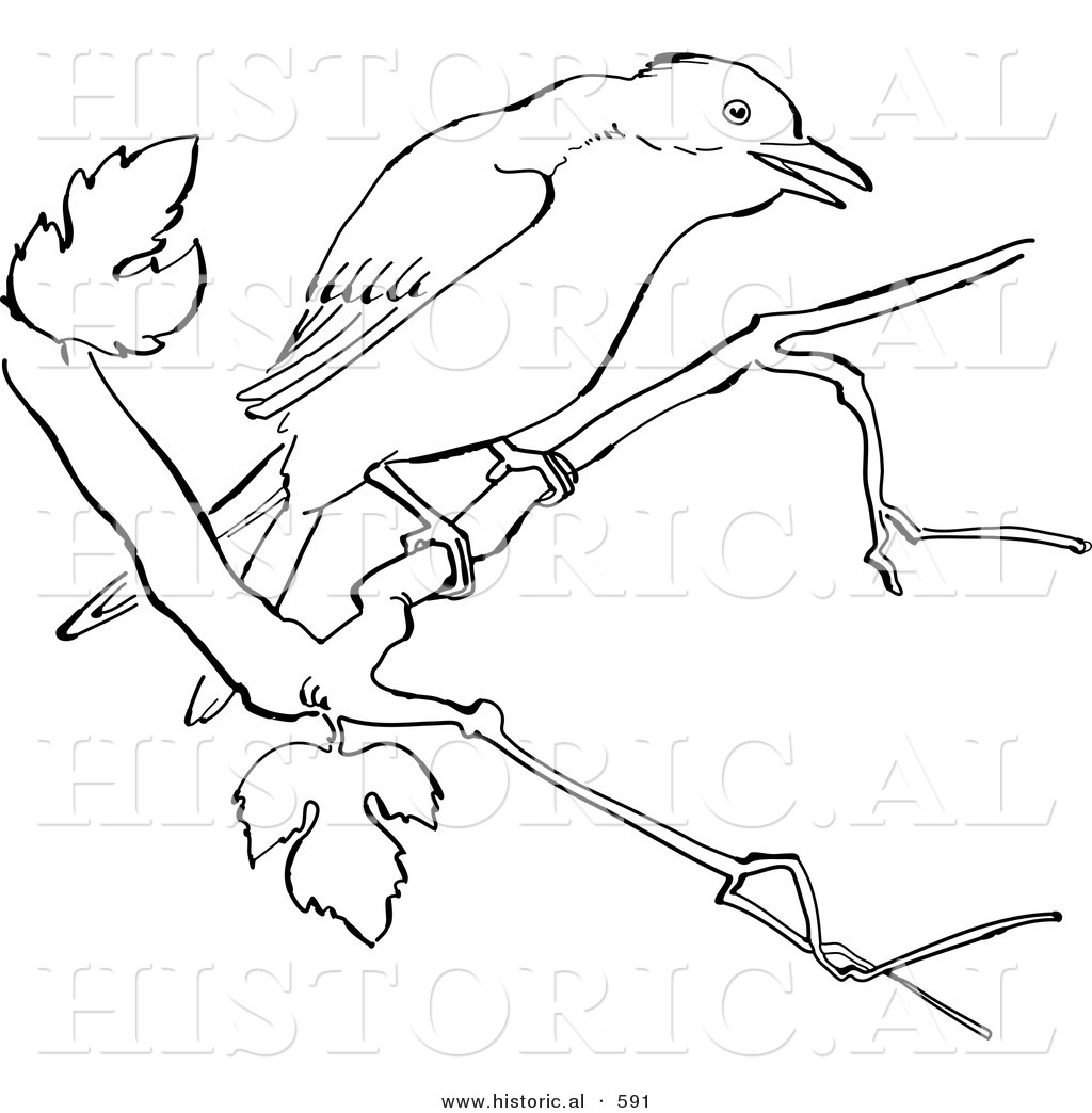 1024x1044 Historical Vector Illustration Of A Mockingbird On A Tree Branch