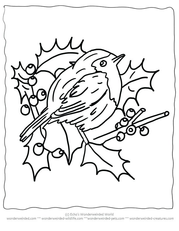 612x792 Robin Bird Coloring Pages Awesome Bird Standing On Tree Branch