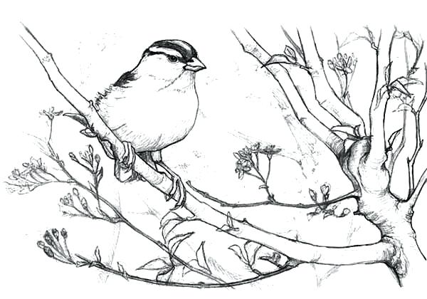 600x420 Tree Coloring Pages Junco Bird On Tree Coloring Pages Tree