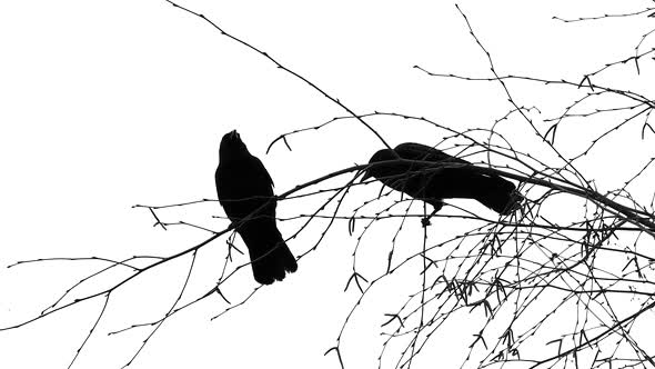 590x332 Two Black Birds On Tree By Videomagus Videohive