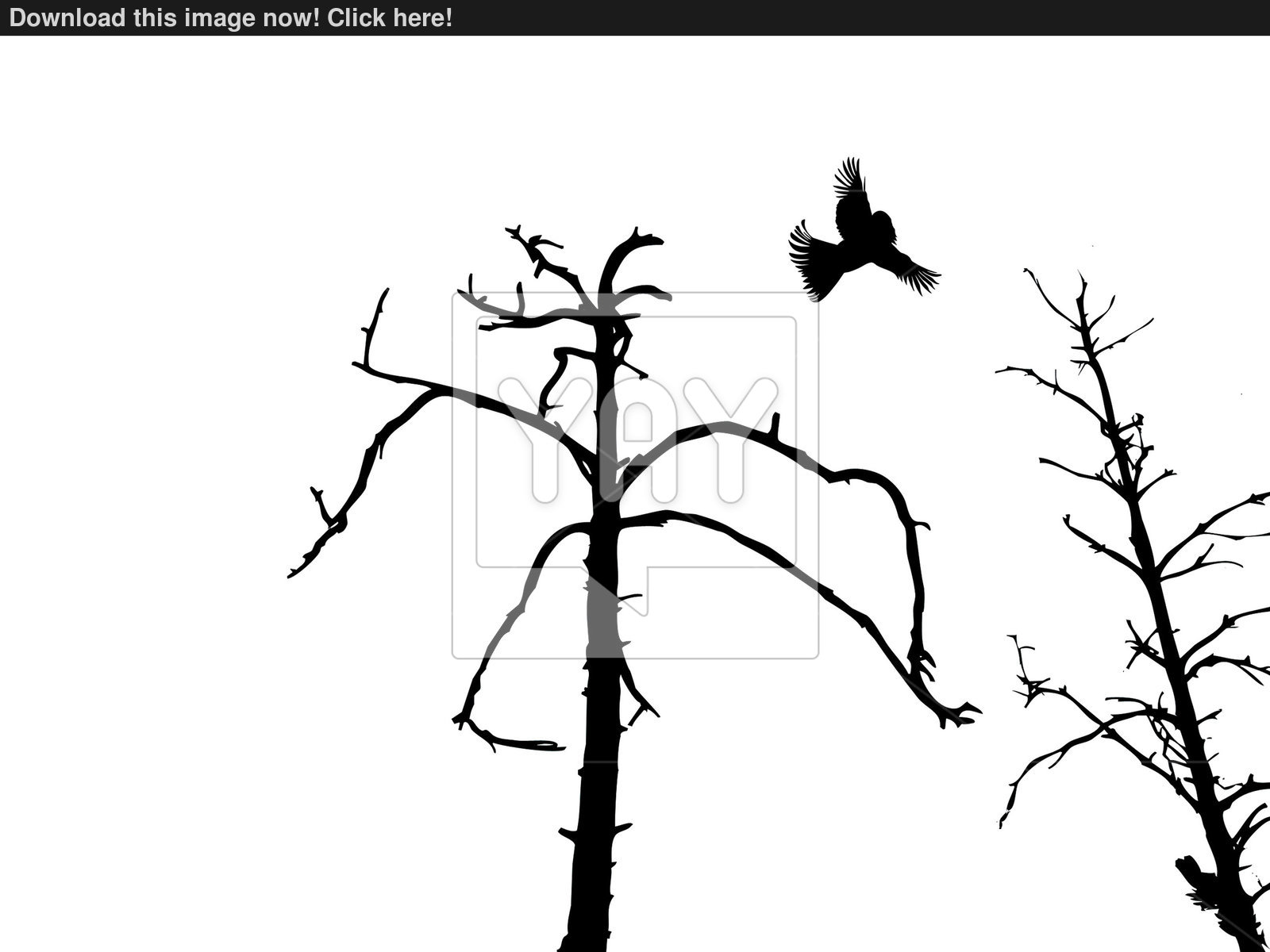 1600x1200 Vector Silhouette Dry Tree And Birds Isolated On White Backgroun