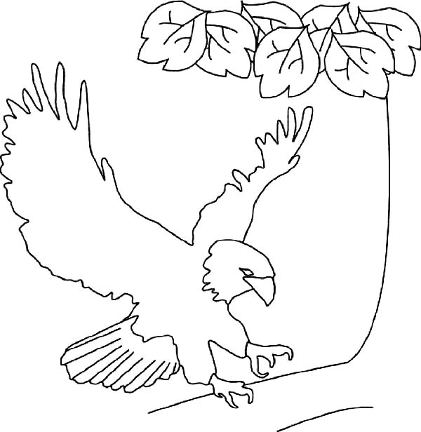 600x616 Bald Eagle Lands On Tree Branch Coloring Page
